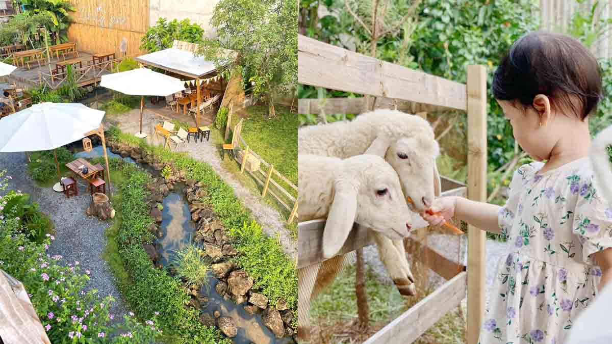 Sunny Farm có những chuồng cừu nhỏ xinh xắn ngay trong khuôn viên quán
